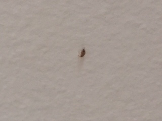 Nissan Of Sumter >> Bed bug infestation keeps USF student sleeping in car ... Nissan Of Sumter >> Bed bug infestation keeps USF student sleeping in car ...