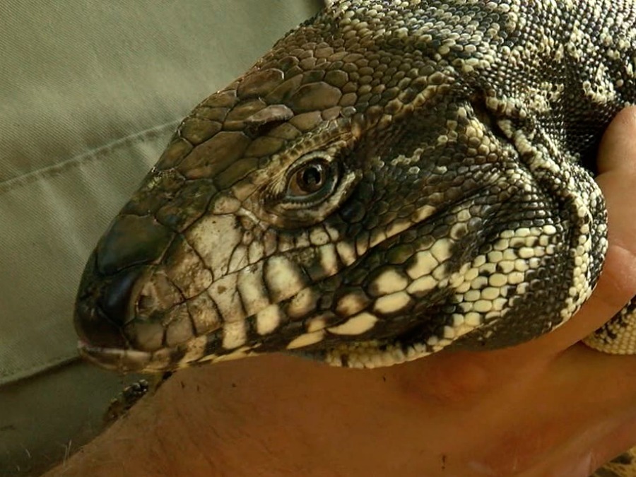 Gas Prices Tampa >> Giant lizard invades Tampa; The tegu, a non-native species ... Gas Prices Tampa >> Giant lizard invades Tampa; The tegu, a non-native species ...