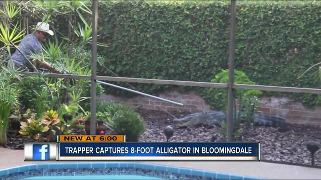 8 Foot Alligator Caught Hanging Out In Homeowners Yard In Bloomingdale 8 Foot Alligator Caught Hanging Out In Homeowners Yard In Bloomingdale