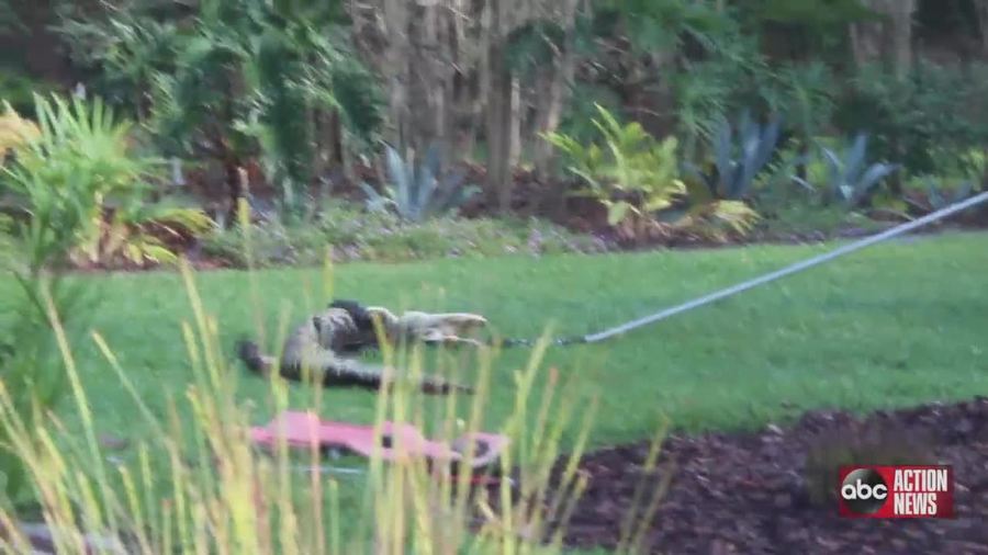 8 Foot Alligator Caught Hanging Out In Homeowners Yard In Bloomingdale Abcactionnews Com Wfts Tv 8 Foot Alligator Caught Hanging Out In Homeowners Yard In Bloomingdale Abcactionnews Com Wfts Tv