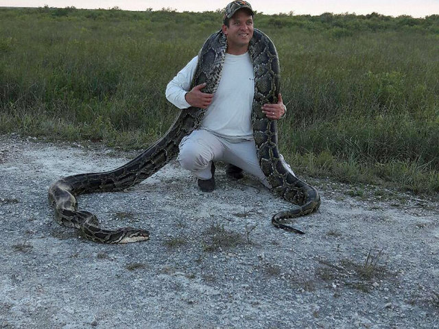 Florida Lt. Gov. Carlos Lopez Cantera joins Everglades python hunt