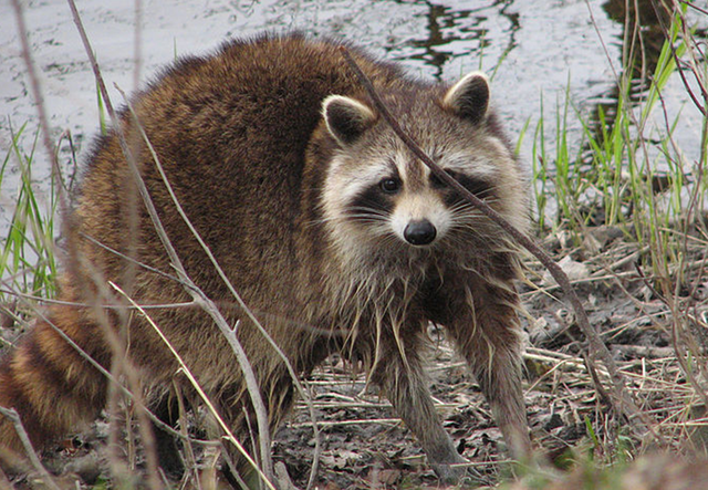 Rabies raccoon tests positive
