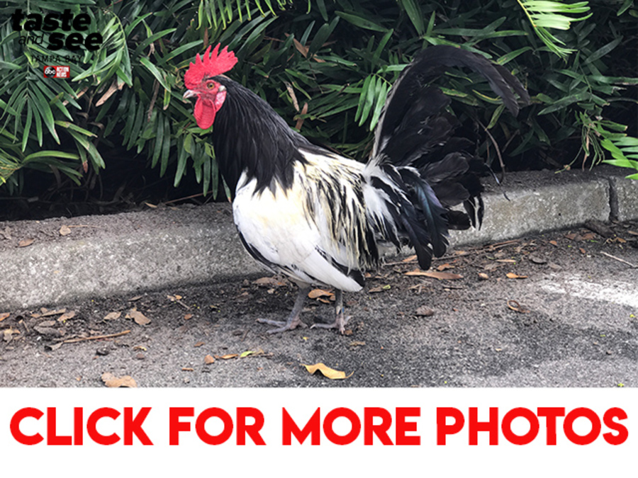 Wild chickens have flocked around Ybor City for 100 years