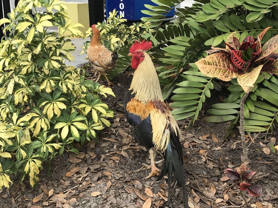 PHOTOS The wild chickens of Ybor City Gallery