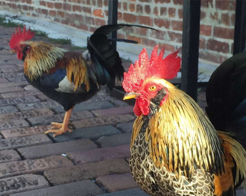 PHOTOS The wild chickens of Ybor City Gallery