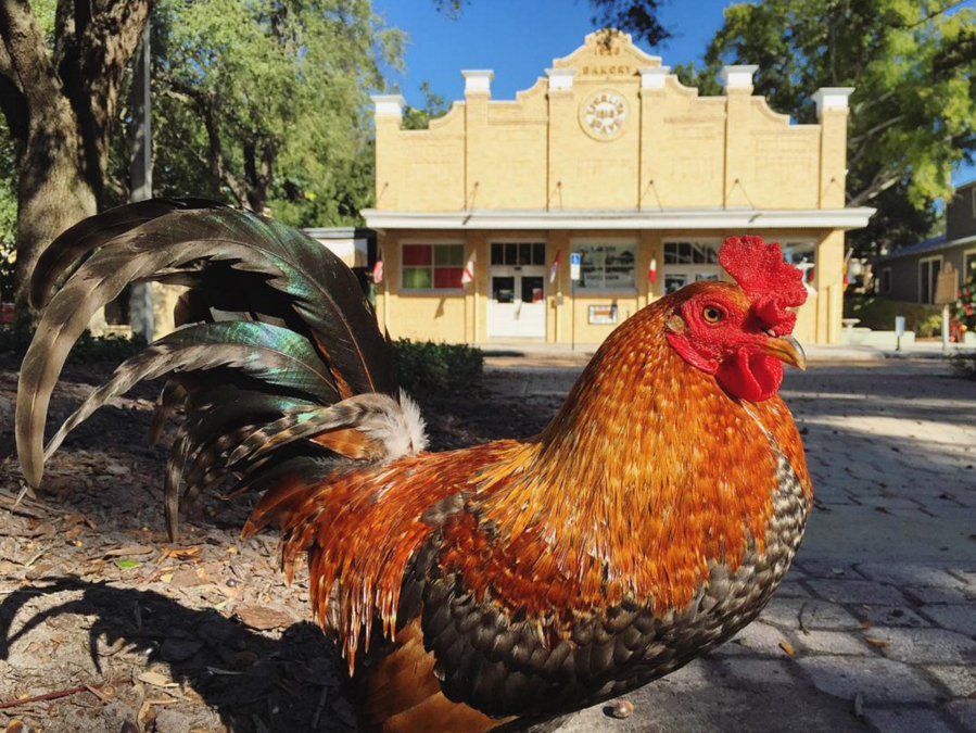 PHOTOS The wild chickens of Ybor City Gallery