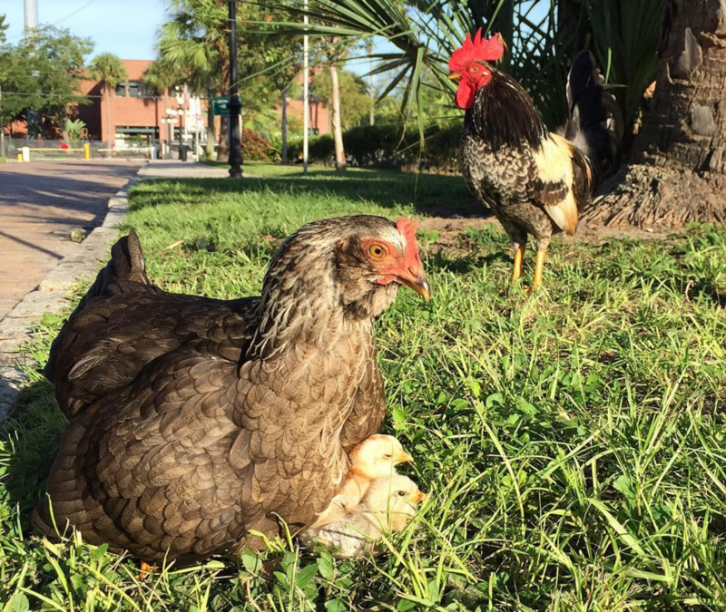 PHOTOS The wild chickens of Ybor City Gallery
