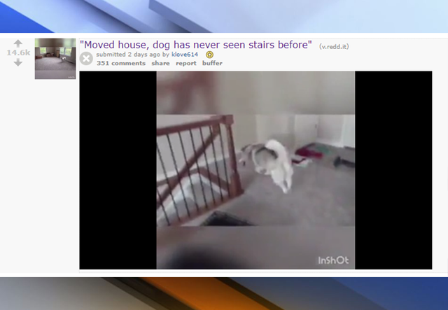 Confused dog fails to understand how stairs work in hilarious video captured by owner
