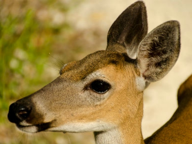Survey: 949 endangered Key deer survived Hurricane Irma's landfall in Florida Keys