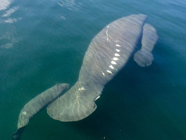 See hundreds of manatees flock to this Tampa Bay power plant