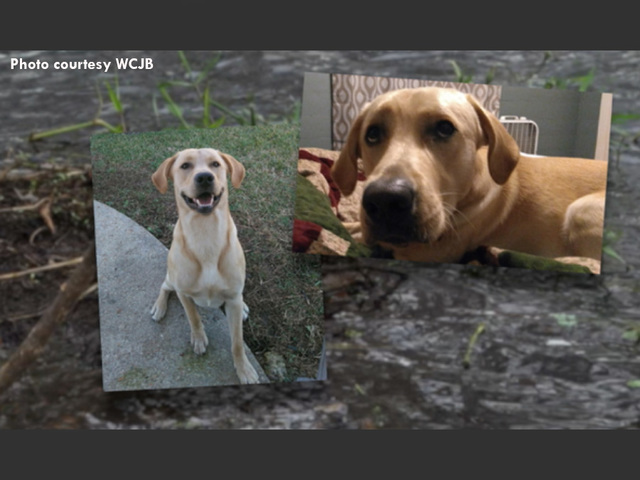Gator kills pet dog playing with owners at Florida lake