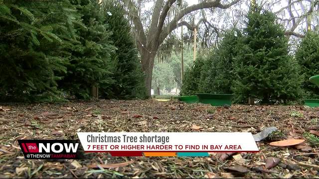 2022 Christmas Tree Shortage Christmas tree shortage hits the Bay area, lots selling out