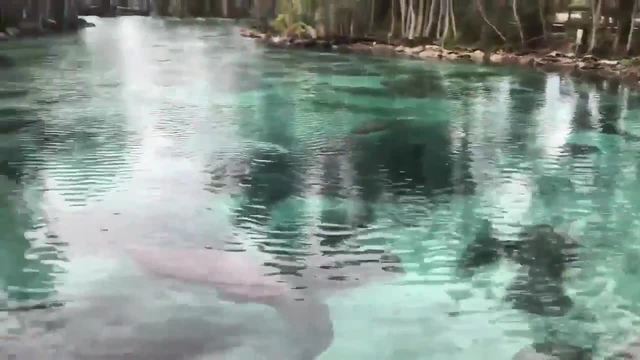 City of Crystal River floating around ideas to better protect manatees