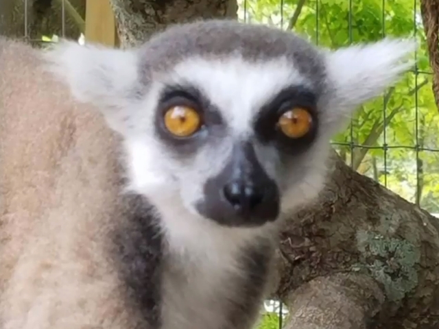 Animals stolen from wildlife sanctuary in Florida
