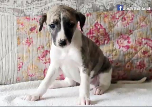 Delta "misroutes" puppy, sends it on a cross-country journey