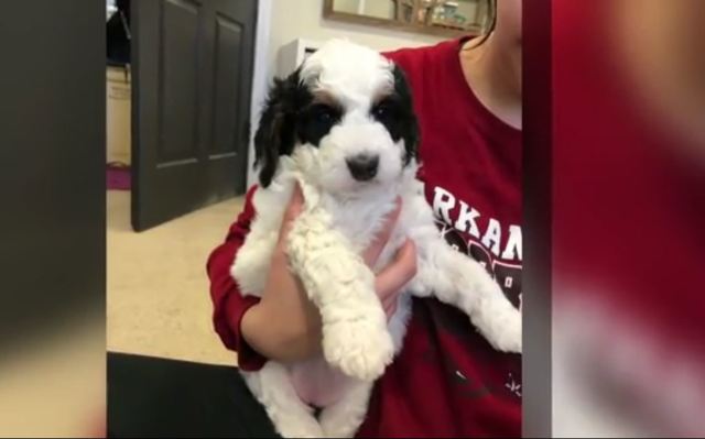 Puppy bound for Texas ends up in Los Angeles after airline mixup