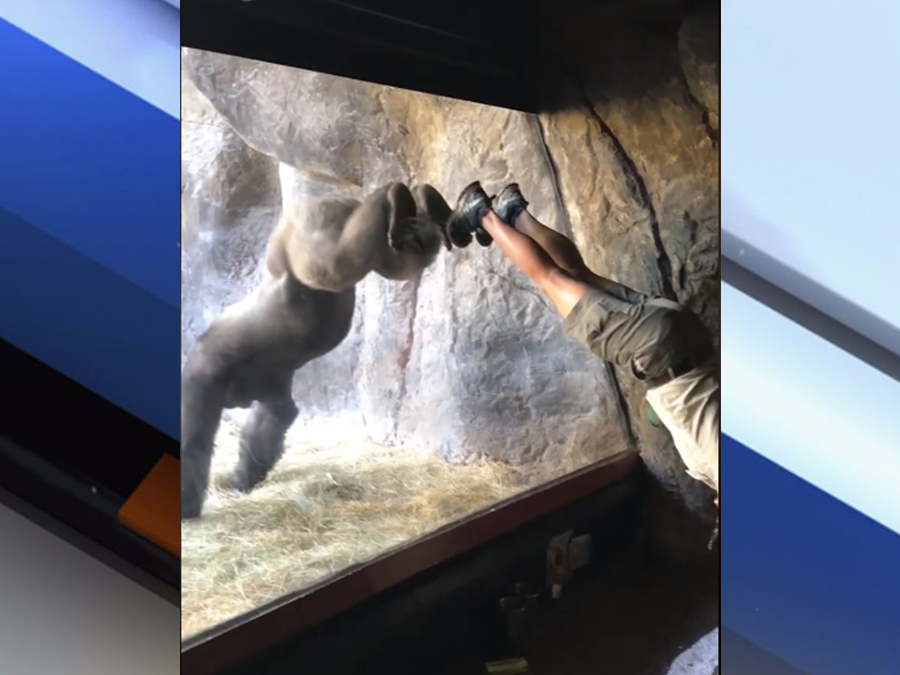 Viral video shows gorilla mimicking his trainer at Busch Gardens Tampa