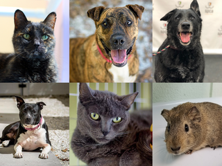 PHOTOS: 20+ adoptable pets in the Tampa Bay area