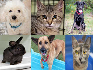 PHOTOS: 20+ adoptable pets in the Tampa Bay area