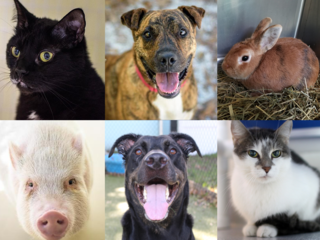 PHOTOS: 20+ adoptable pets in the Tampa Bay area