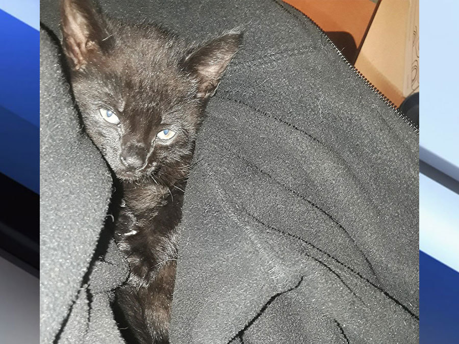 Kitten thrown out window of moving car in Wesley Chapel abcactionnews