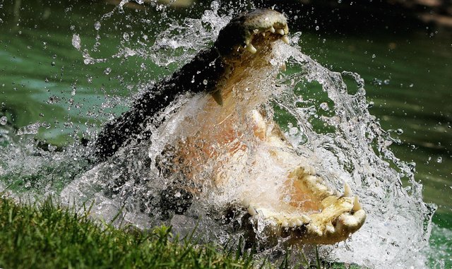 Crocodile attacks, kills pastor performing baptism in lake