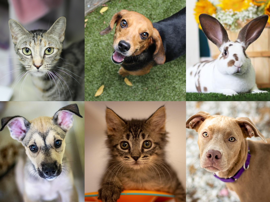 PHOTOS: 20+ adoptable pets in the Tampa Bay area for the weekend of ...
