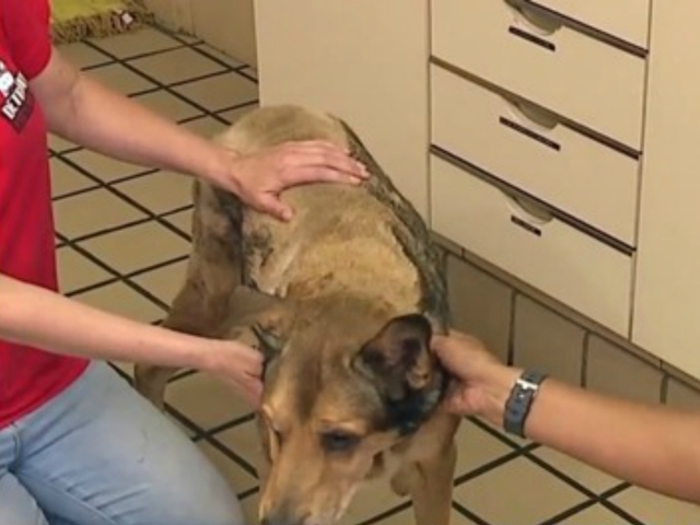 Barrels of bones found in abandoned Detroit home where man who dragged dog unconscious was arrested