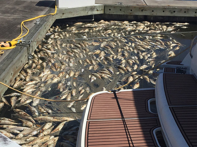 Red tide activity increases in Pinellas, moves into Hillsborough