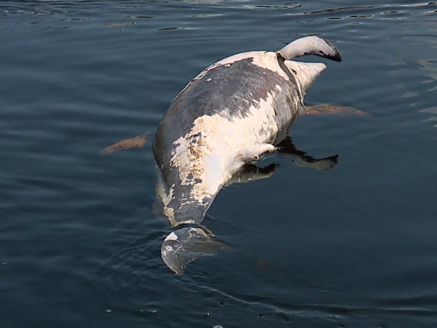 Red tide blamed for deaths of at least 97 manatees in Florida this year
