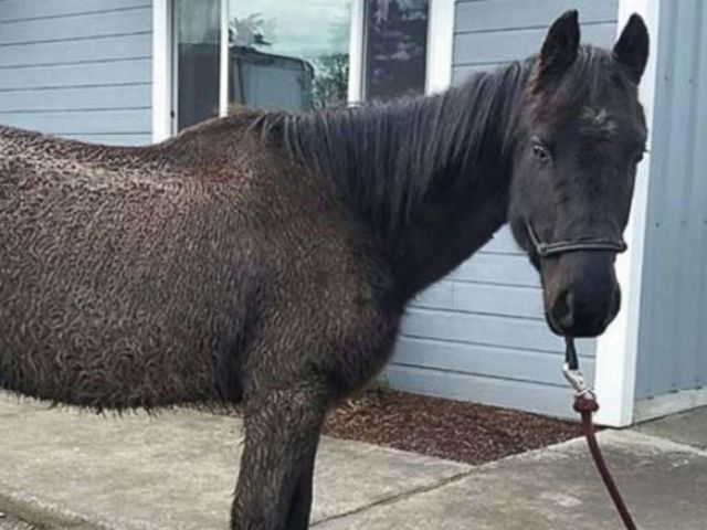 Judge rules horse cannot sue its former owner for neglect