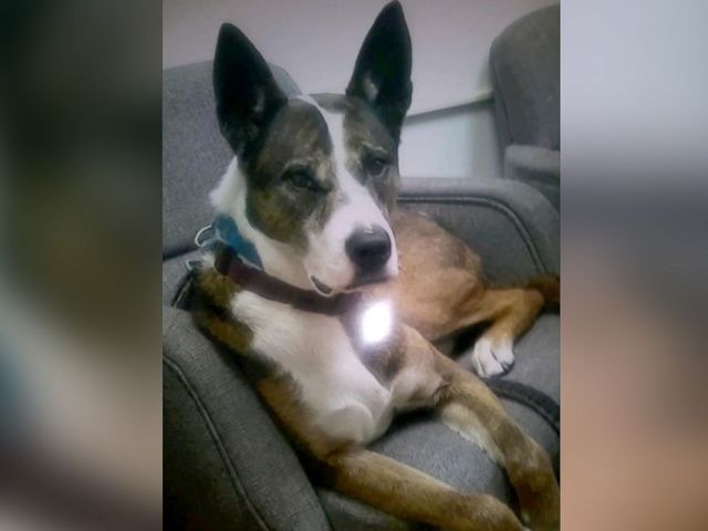 'She gave her life for me': Service dog dies after being hit by gunfire