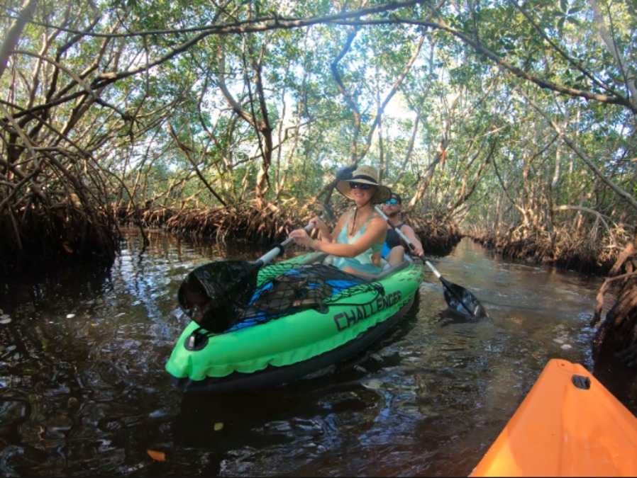 Kayak through mangrove tunnels at Weedon Island Preserve