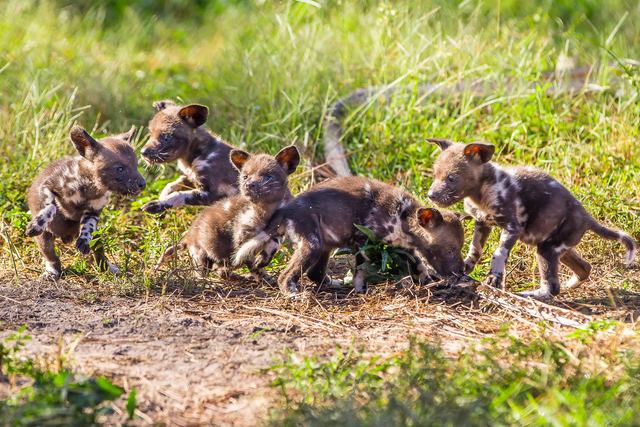 Seven rare African painted dog pups born at ZooTampa at Lowry Park