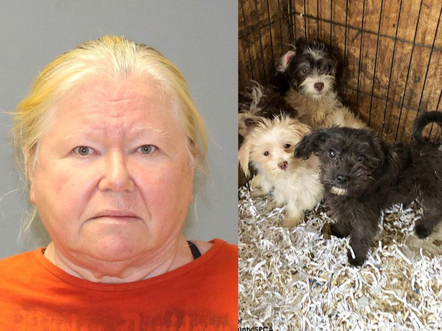 Police: 44 dead dogs found in freezers, 161 more living in filth in 'inhumane' conditions