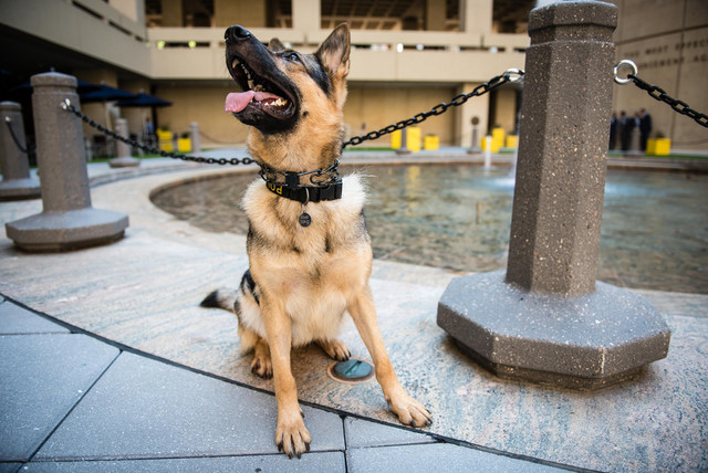 Florida senator files bill to increase jail time for harming police K-9s