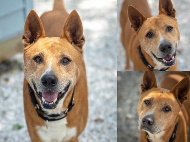 Pet of the week: 6-year-old Roger is an All-American dog ready to hang out on your couch